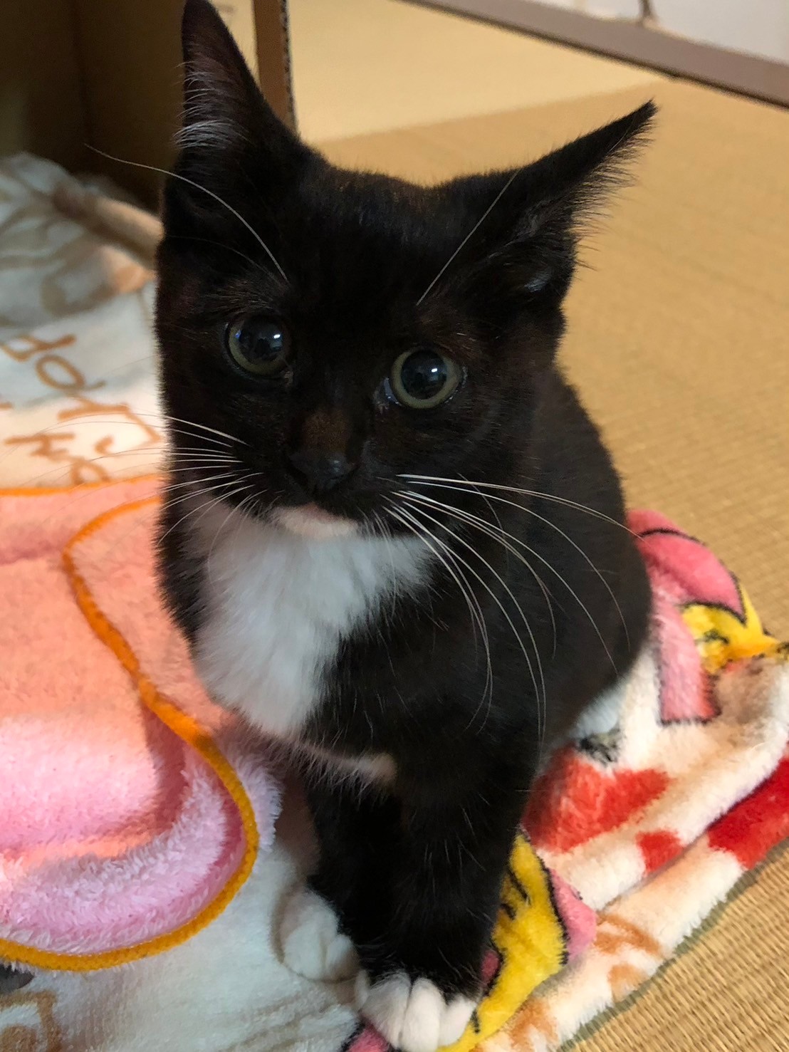 我が家のマドンナ タビちゃん🐈